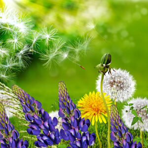 allergies